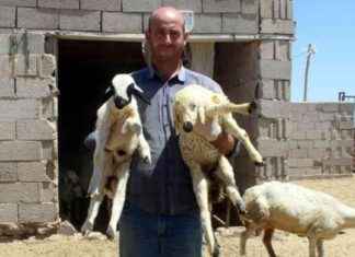 Banka Müdürü Çoban Bulamayınca İstifa Etti | Son Dakika Haberleri news-05082024-032754