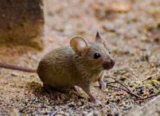 Rüyada Fare Görmek ve Fare Öldürmek Anlamı Nedir? news-05082024-033253