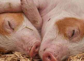 Rüyada Domuz Görmek ve Anlamı – Domuz Öldürmek, Domuz Vurmak İşareti news-05082024-033424