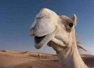 Rüyada Deve Görmek ve Deveye Binmek Anlamı Nedir? news-05082024-033552