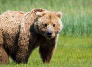 Rüyada Ayı Görmek ve Anlamı – Ayının Saldırması ve Kaçmak Yorumları news-05082024-033722