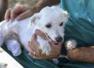 Ekipler Tarafından Kurtarılan Köpeğin Ayakları Kesildi, Tedavi Sonrası Sağlığına Kavuştu news-05082024-035324