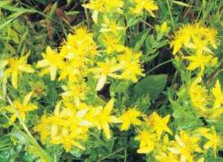 Sarı Kantaron Çayı: Halsizliğe İyi Geliyor! Faydaları ve Nasıl Yapılır? news-05082024-035648