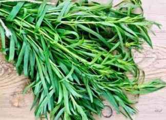 Tarhun: Diğer Adı ve Kullanım Alanları – Yemek Tarifleri news-05082024-040113