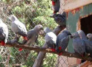 İstanbul Havalimanı’nda Ele Geçirilenler | Son Dakika Haberleri news-06082024-220500