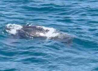 İstanbul Boğazı’nda 2 Metre Uzunluğunda 600 Kilo Ağırlığında Yaratık Görüldü | Son Dakika Haberleri news-07082024-060646