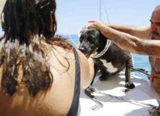 Antalya’da terk edilen köpek mağaradan kurtarıldı – Son dakika haberleri news-14082024-120000