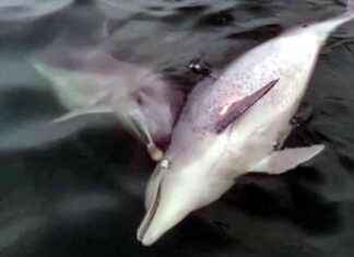 İstanbul’da 6 Gün Boyunca Başından Ayrılmayan Olay | Son Dakika Haberleri news-18082024-125532