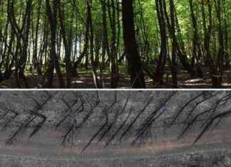 Ege Bölgesi’nde Orman Yangınları: Yeşil Ege’nin Griye Dönüşümü news-20082024-132952