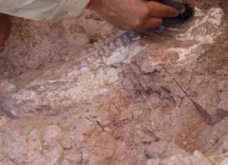 Kayseri’de Bulunan 8 Milyon Yıllık Dev Domuz Kafatası Buluntusu news-30082024-113619