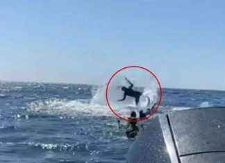 Kambur balina rehberi – Dünya Haberleri: Havaya Fırlattı news-04092024-000136