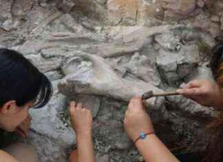 Çankırı’da 9 Milyon Yıllık Filler Atalarına Ait Kemikler Bulundu news-10092024-115345