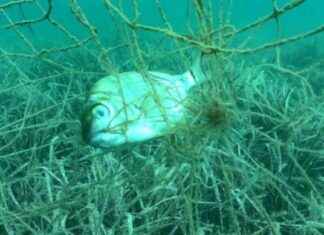 Denizlerin Dibindeki Tehlike: Ekosistem Risk Altında | Son Dakika Haberleri news-15092024-110712