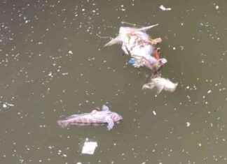 İzmir Körfezi’nde Balık Ölümleri Devam Ediyor | Son Dakika Haberleri – Kahverengi Su Sorunu news-24092024-115022