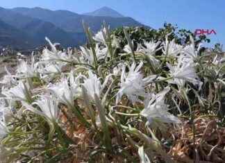 Sahilin Asi Kraliçeleri: Kum Zambakları – 387 Bin Lira Ceza | Son Dakika Haberleri news-06102024-214144