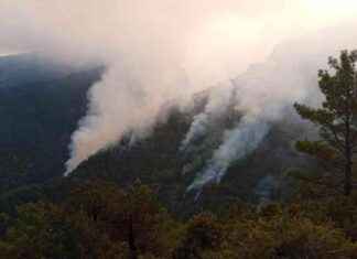 Denizli’de 4 Gündür Devam Eden Orman Yangınına OGM’den Açıklama – Son Dakika Haberleri news-27102024-041918