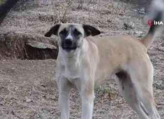 Ankara’da Başıboş Köpek Saldırısı: Son Dakika Haberleri – Güncel Bilgiler news-19112024-045706