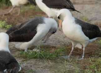 Dünyanın En Yaşlı Yabani Kuşu 74 Yaşında Yumurtladı – Son Dakika Haberleri dnyann-en-yal-yabani-kuu-74-yanda-yumurtlad-son-dakika-haberleri