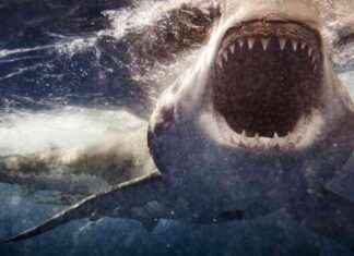 Mısır’da Köpek Balığı Saldırısında Ölen Turist – Son Dakika Haberleri msrda-kpek-bal-saldrsnda-len-turist-son-dakika-haberleri