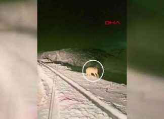 Kurtlar Şehir Merkezine İndi – Güncel Haberler kurtlar-ehir-merkezine-indi-gncel-haberler