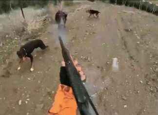 Manisa’da yaralı yaban domuzu avcıya saldırdı – Haber Detayları ve Son Dakika Gelişmeleri manisada-yaral-yaban-domuzu-avcya-saldrd-haber-detaylar-ve-son-dakika-gelimeleri