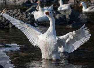 Kars’ta Kaz Hazırlıkları: Kış Sofralarını Şenlendirecek karsta-kaz-hazrlklar-k-sofralarn-enlendirecek