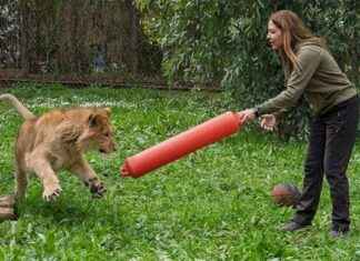 İzmir’de Kurtarılan Aslan Koruma Altına Alındı izmirde-kurtarlan-aslan-koruma-altna-alnd