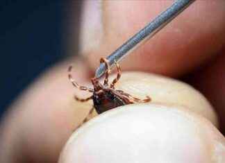 Kene korkusu: Havalar ısındı, dikkat! kene-korkusu-havalar-snd-dikkat