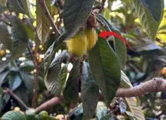 Doğal Yöntemlerle Derde Deva Bitkisel Çözümler doal-yntemlerle-derde-deva-bitkisel-zmler