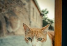 Sivas Kayseri Arası Kaç Km? Keşfedilmesi Gereken Yolculuk!