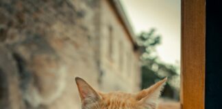 Sivas Kayseri Arası Kaç Km? Keşfedilmesi Gereken Yolculuk!