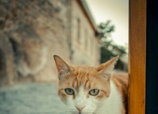 Sivas Kayseri Arası Kaç Km? Keşfedilmesi Gereken Yolculuk!