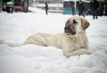 Malatya Sivas Arası Kaç Km? Keşfetmeniz Gereken Bilgiler!