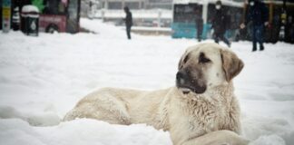 Malatya Sivas Arası Kaç Km? Keşfetmeniz Gereken Bilgiler!