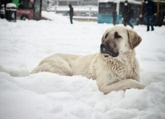 Malatya Sivas Arası Kaç Km? Keşfetmeniz Gereken Bilgiler!