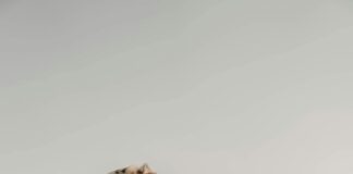 İzmir Uşak Arası Kaç Km? Seyahatinizi Planlamaya Hazır Mükemmel Rehber