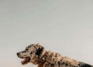 İzmir Uşak Arası Kaç Km? Seyahatinizi Planlamaya Hazır Mükemmel Rehber