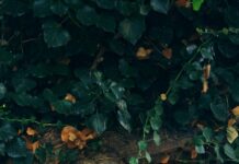 Çin Seddi Kaç Km? Keşfedin, Gizemli Tarihini Öğrenin!