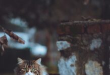 Muğla Fethiye Arası Kaç Km? Seyahat Planınızı Kolaylaştırın!