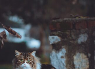 Muğla Fethiye Arası Kaç Km? Seyahat Planınızı Kolaylaştırın!