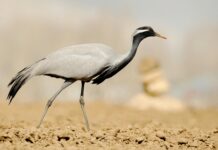 Erciş Van Arası Kaç Km? Keşfetmeniz Gereken Bilgiler!