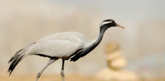 Erciş Van Arası Kaç Km? Keşfetmeniz Gereken Bilgiler!