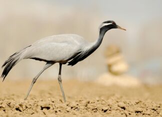 Erciş Van Arası Kaç Km? Keşfetmeniz Gereken Bilgiler!