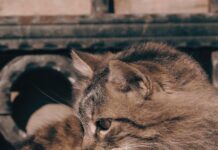 Işık Yılı Kaç Km? Uzayda Mesafeleri Anlamak İçin Bilmeniz Gerekenler