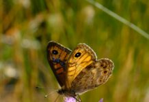 Adana Urfa Arası Kaç Km? Keşfetmek İçin Bilmeniz Gerekenler