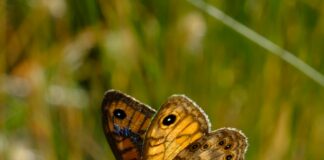 Adana Urfa Arası Kaç Km? Keşfetmek İçin Bilmeniz Gerekenler