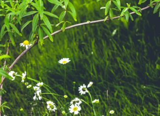 Giresun Sivas Arası Kaç Km? Keşfetmek İçin Bilmeniz Gerekenler
