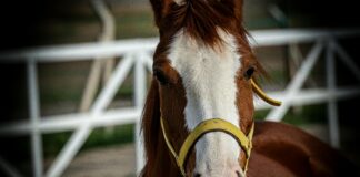 Ankara Aksaray Arası Kaç Km? Yolculuk Planlamanın İpuçları
