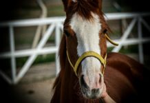 Ankara Afyon Arası Kaç Km? Keşfetmek İçin Bilmeniz Gerekenler!