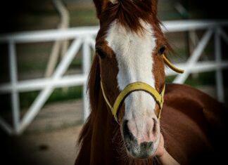 Ankara Afyon Arası Kaç Km? Keşfetmek İçin Bilmeniz Gerekenler!
